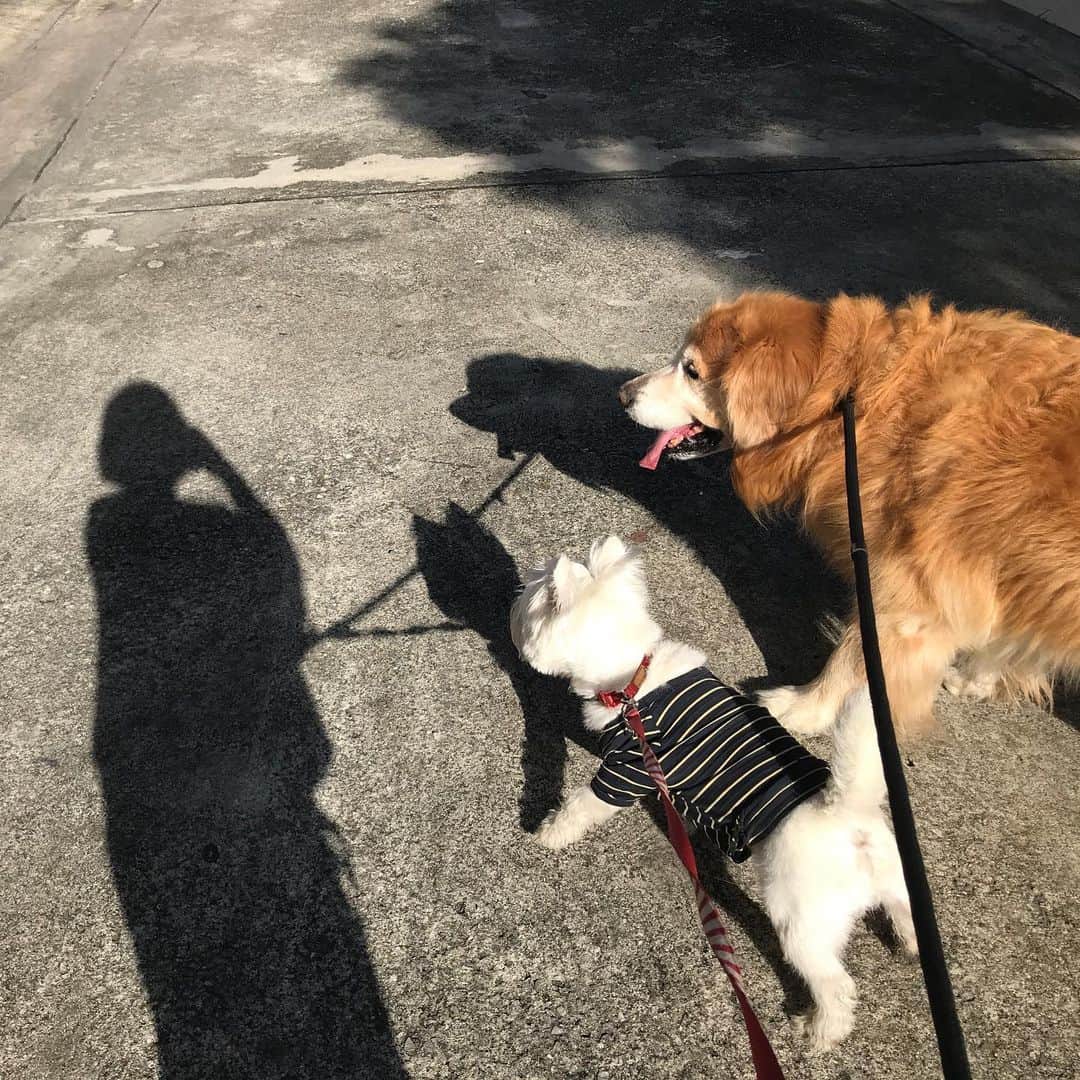 Hoykong&Plamuekのインスタグラム：「Morning walk #hkpm」