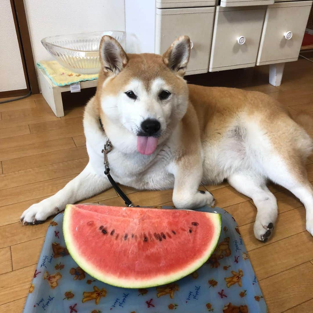 こなつさんのインスタグラム写真 - (こなつInstagram)「スイカを買って来たよー🍉  冷やして今夜食べようね😋  お買い物に出たけど、ものすっごい暑さでした🥵」7月30日 13時21分 - makonatu