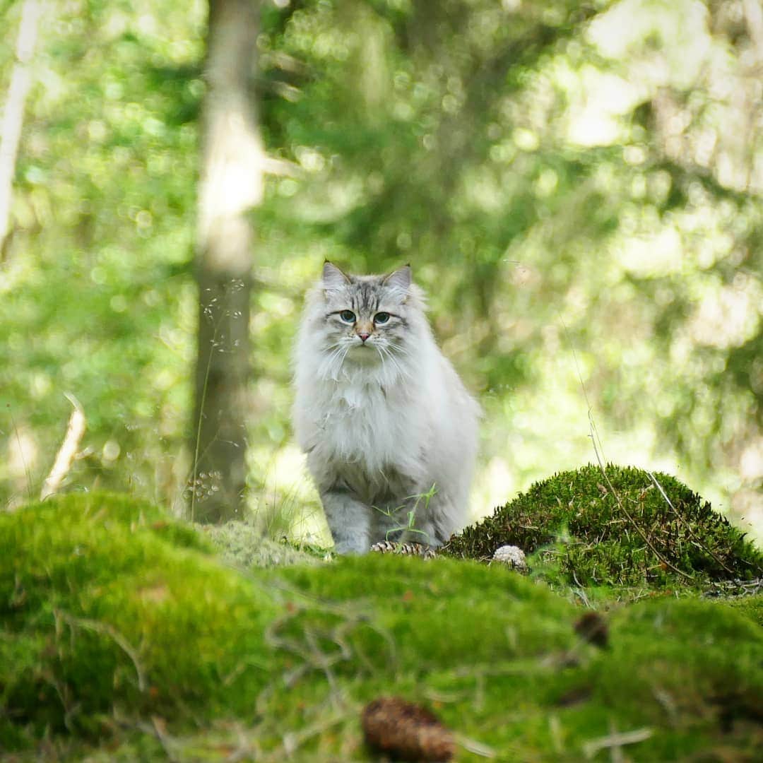 Floraさんのインスタグラム写真 - (FloraInstagram)「I am the queen of the hill! 👑  #cats_of_instagram #kattunge #dailyfluff #bestanimal #excellent_cats #katter #bestcats_oftheworld #igcutest_animals #cat_features #cutepetclub #fluffypack #katt #bestmeow  #weeklyfluff #meow #AnimalAddicts #kittycat #cat #cats #kitten #kittens #kawaii #instacat #calico #neko #winter #snow #2019 #sibiriskkatt #siberiancat」7月30日 13時30分 - fantasticflora