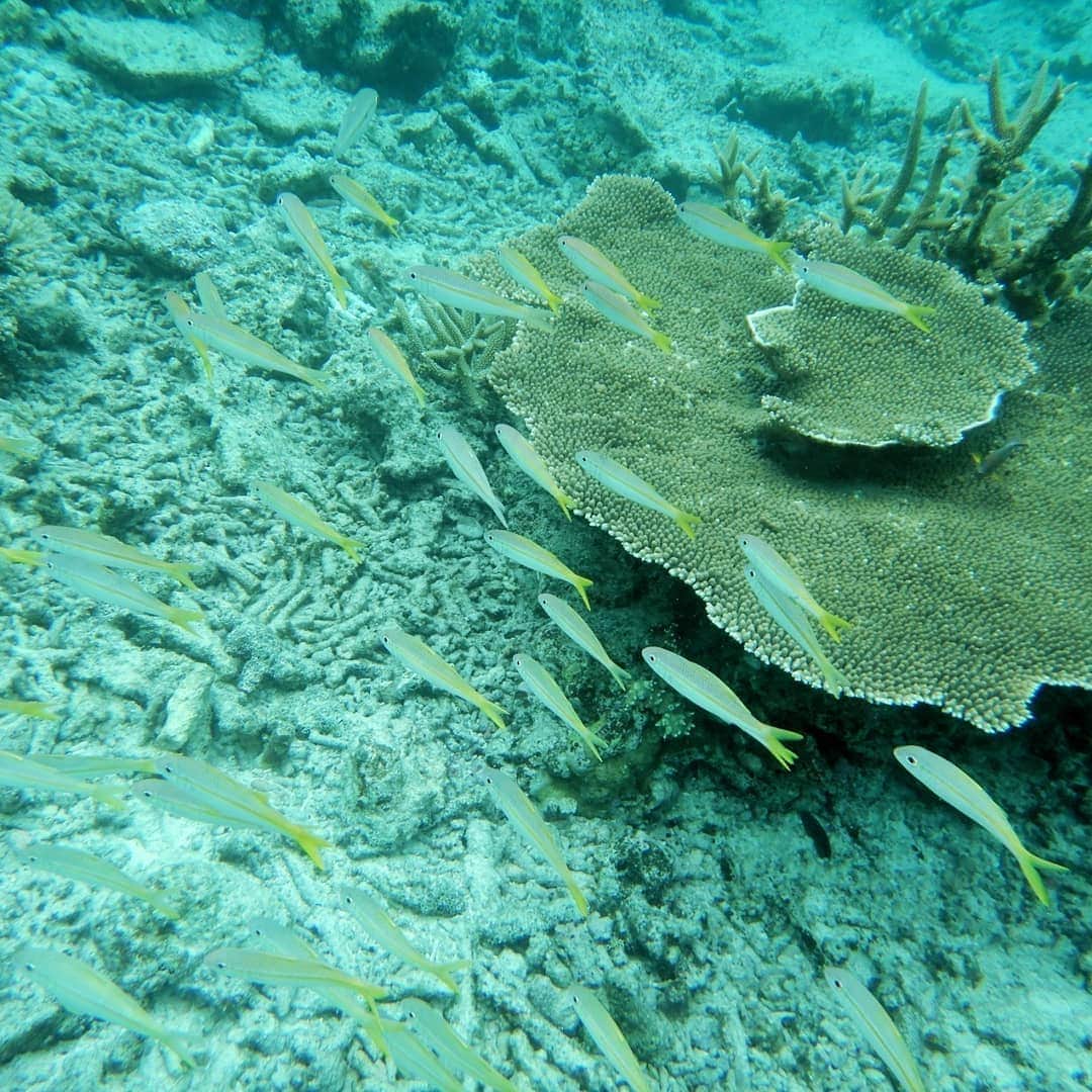 のインスタグラム：「🐠🐠🐠 ． 深さで変わる海の色🌊 ． 透明過ぎてどこまでも潜れるきがする😌 ． 野生の #ウミガメ に会えたよ💓 ． Sea of ​​Miyakojima! I swam with a wild sea turtle♡ ． #宮古島旅行 #miyakojima #旅スタグラム#旅好き女子#okinawatrip #okinawa #ブルータートル #旅好き女子 #daily_photo_japan #visitjapan  #japan_vacations#lovers_nippon #best_of_japan #夏旅#旅行#okinawafood #jaran_travel #ウミガメと泳ぐ #TabiTabi#JTBで旅したい#japandailies #stayway_girls#ウミガメ #カメラ越しの私の世界 #ファインダー越しの私の世界 #カメラ女子」