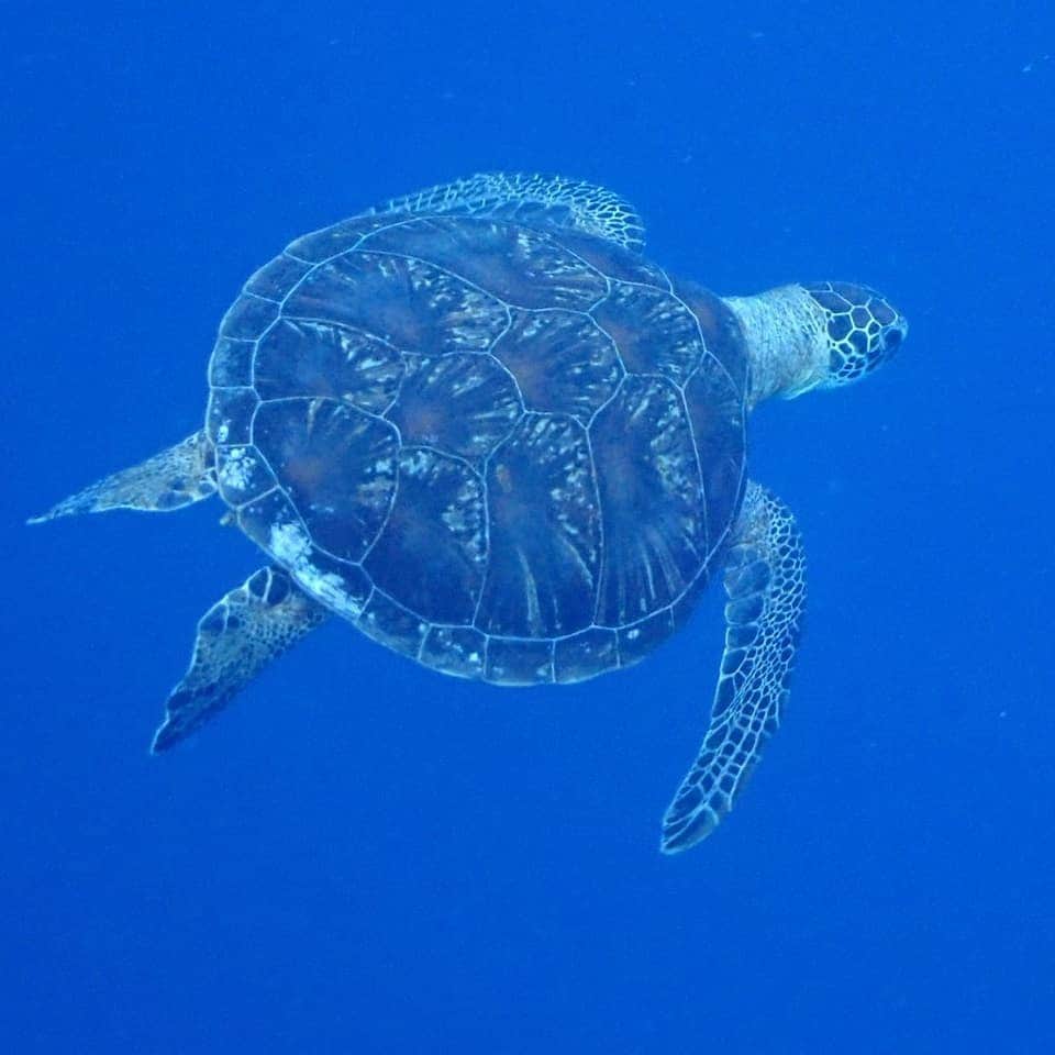 Hairmake Shinoさんのインスタグラム写真 - (Hairmake ShinoInstagram)「🐠🐠🐠 ． 深さで変わる海の色🌊 ． 透明過ぎてどこまでも潜れるきがする😌 ． 野生の #ウミガメ に会えたよ💓 ． Sea of ​​Miyakojima! I swam with a wild sea turtle♡ ． #宮古島旅行 #miyakojima #旅スタグラム#旅好き女子#okinawatrip #okinawa #ブルータートル #旅好き女子 #daily_photo_japan #visitjapan  #japan_vacations#lovers_nippon #best_of_japan #夏旅#旅行#okinawafood #jaran_travel #ウミガメと泳ぐ #TabiTabi#JTBで旅したい#japandailies #stayway_girls#ウミガメ #カメラ越しの私の世界 #ファインダー越しの私の世界 #カメラ女子」7月30日 13時29分 - hairmakeshino