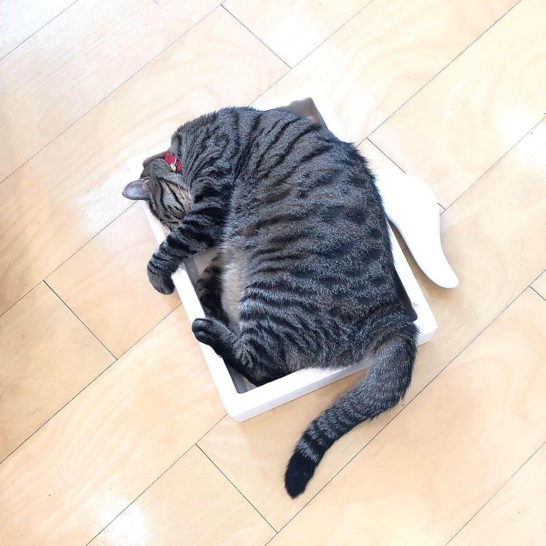 中野明海さんのインスタグラム写真 - (中野明海Instagram)「#箱猫  箱の中で寝返り😆😹 この箱、、、絶対小さいよねw  #はみ出さないようにしがみついて寝てるw #今はこの箱がブーム #箱猫メメ」7月31日 0時46分 - akeminakano__official