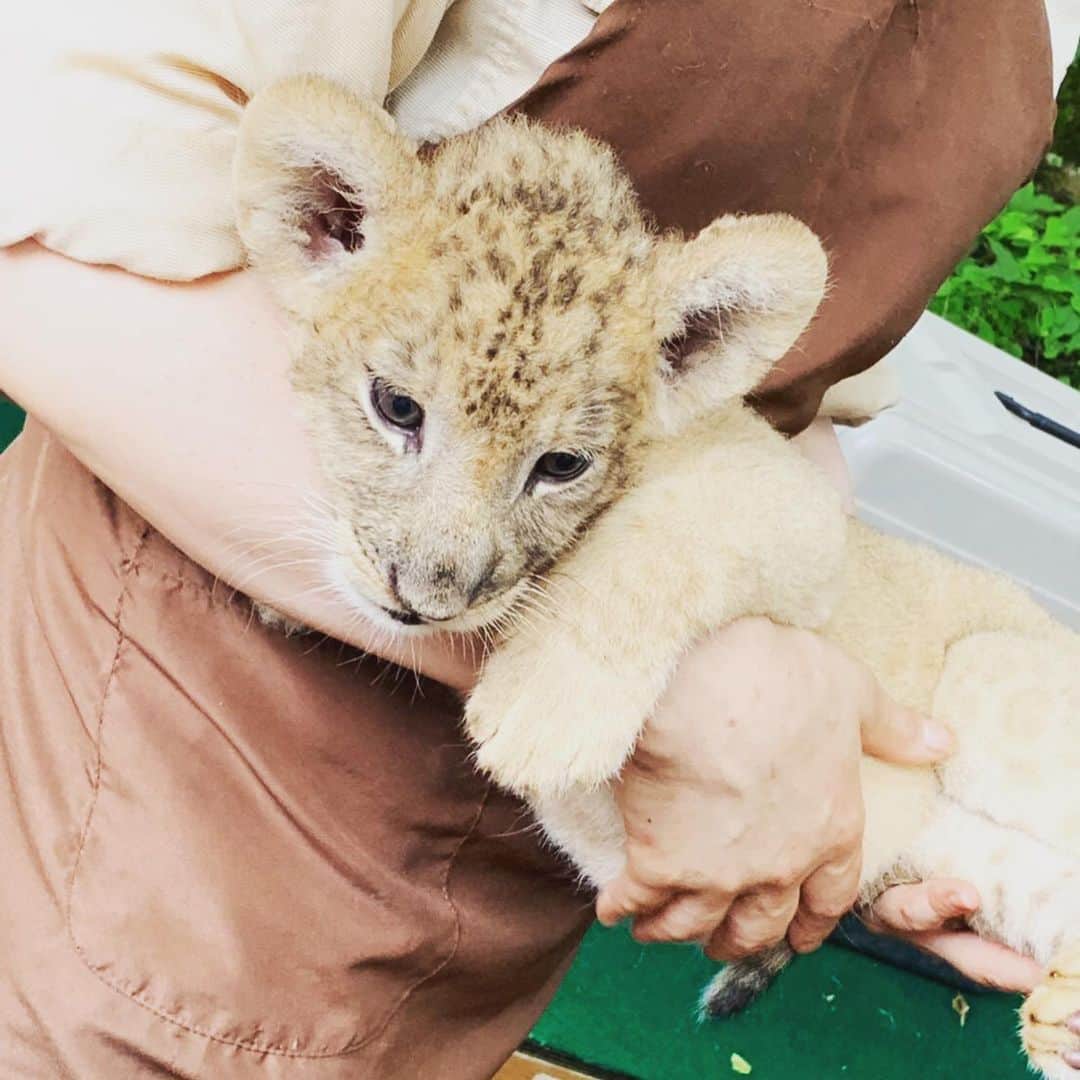 のインスタグラム：「富士サファリパーク最強に楽しかった🤟🏻 あとライオンの赤ちゃんかわいすぎん？ 飼いたい… 私の子になってほしいと思いました。  #滝口きらら #ゑんら」