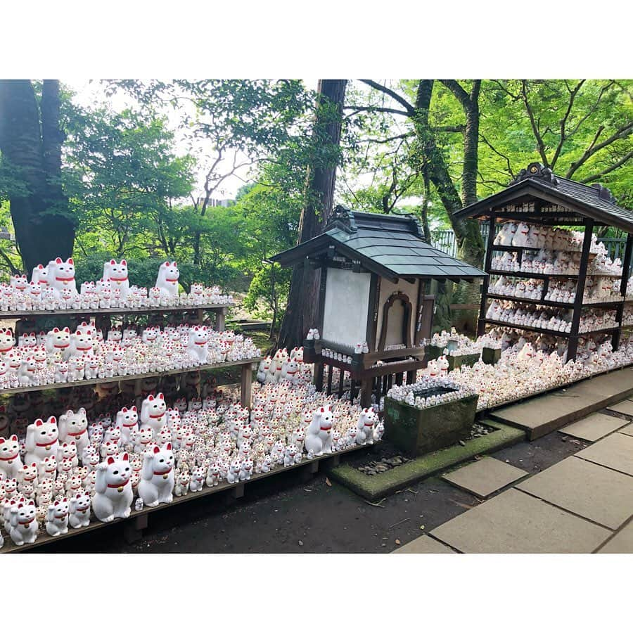 marikill66さんのインスタグラム写真 - (marikill66Instagram)「✼ フジロックの後 東京へ🗼 行ってみたかった豪徳寺🐱 まねきねこねこねこねこねこ…🐾 * #豪徳寺 #招き猫発祥の地 #招き猫 #cats #marikill66_0730 #marikill66holiday」7月30日 23時51分 - marikill66