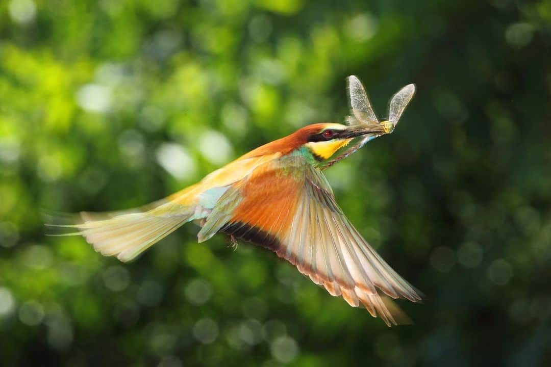 thephotosocietyさんのインスタグラム写真 - (thephotosocietyInstagram)「Photo by @joepetersburger/@thephotosociety // DRAGON DOWN // Common bee-eater (Merops apiaster) flies with an #emperor #dragonfly (Anax imperator) to its nest. After the assignment for @natgeo, feature story was published about this magnificient birds ib 2008. Now I started to work on this topic again, because the confusing name cause lot of problems for these birds. Many apiarists kill them, destroy the nests, because they believe, these birds will eat up their colonies. Spending years by studying this species I can tell, they prefer much larger prey, and #honeybee is the rarest prey on their diet! If they pick stinged insects, they prefer much more bumblebees, which are much larger. Please help these birds by spreading this message! ● #beeeater #animalfacts #funfacts」7月30日 23時48分 - thephotosociety