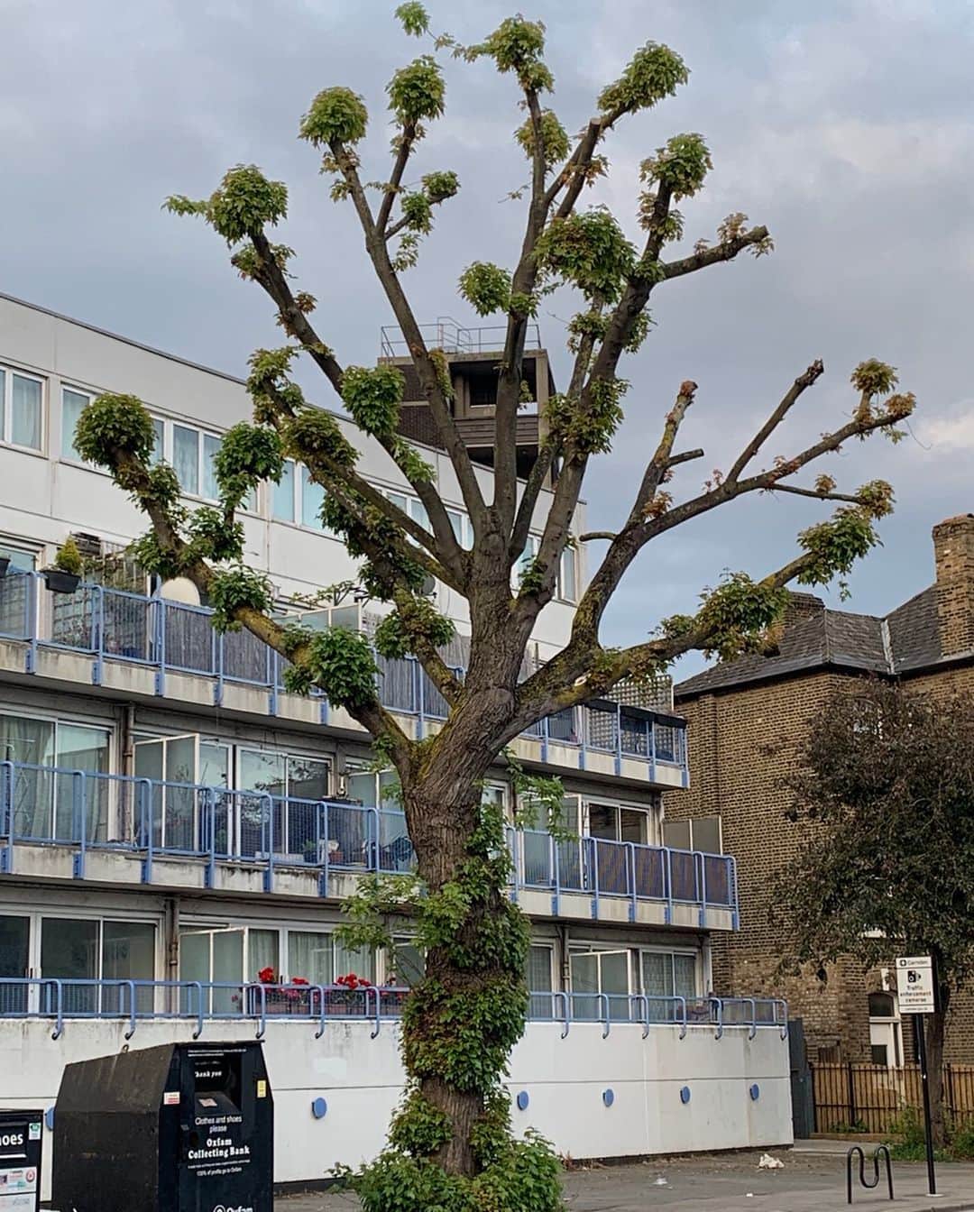 ダイアナ・ヴェラスのインスタグラム：「watched this tree grow in london while i lived there earlier this summer. in some ways we always reflected eachother 💚 missing london heavy 🌳」