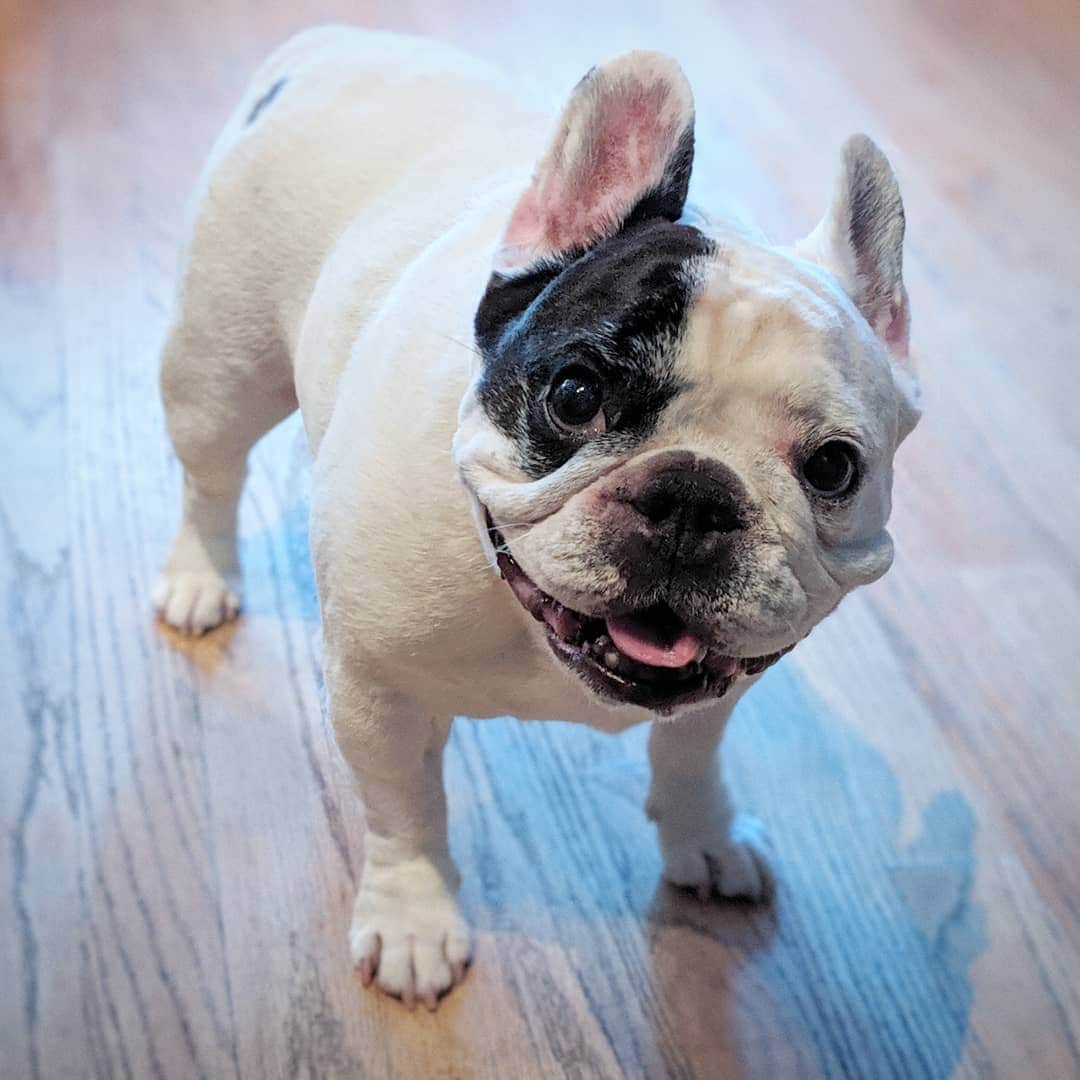 Manny The Frenchieのインスタグラム：「Smiling is contagious! Tag someone who needs a smile! 😄」