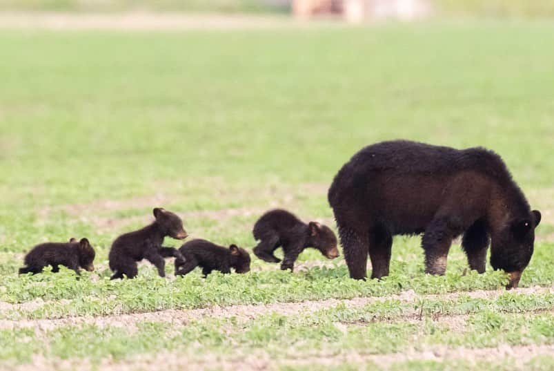 アメリカ内務省さんのインスタグラム写真 - (アメリカ内務省Instagram)「Family outing! Alligator River National Wildlife Refuge in #NorthCarolina is a popular family spot -- for black bears! Spotting not two or three, but FOUR cubs is a special treat. These tiny bear cubs were spotted at the end of May in an area used to grow crops for waterfowl. #AlligatorRiverNationalWildlifeRefuge has what is believed to be one of the largest concentrations of black bear found in the #southeastern United States. It's not uncommon for visitors to see dozens of #bears on a one-hour drive through the refuge.  Feasting on blueberries and switch cane stems through the #summer, the bears are majestic to watch. Please be respectful and follow signs and refuge rules. Photo courtesy of Richard Thigpen (@rick.thigpen.photog). #usinterior #nationalwildliferefuge」7月31日 0時23分 - usinterior