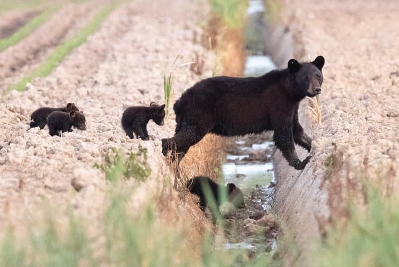 アメリカ内務省さんのインスタグラム写真 - (アメリカ内務省Instagram)「Family outing! Alligator River National Wildlife Refuge in #NorthCarolina is a popular family spot -- for black bears! Spotting not two or three, but FOUR cubs is a special treat. These tiny bear cubs were spotted at the end of May in an area used to grow crops for waterfowl. #AlligatorRiverNationalWildlifeRefuge has what is believed to be one of the largest concentrations of black bear found in the #southeastern United States. It's not uncommon for visitors to see dozens of #bears on a one-hour drive through the refuge.  Feasting on blueberries and switch cane stems through the #summer, the bears are majestic to watch. Please be respectful and follow signs and refuge rules. Photo courtesy of Richard Thigpen (@rick.thigpen.photog). #usinterior #nationalwildliferefuge」7月31日 0時23分 - usinterior