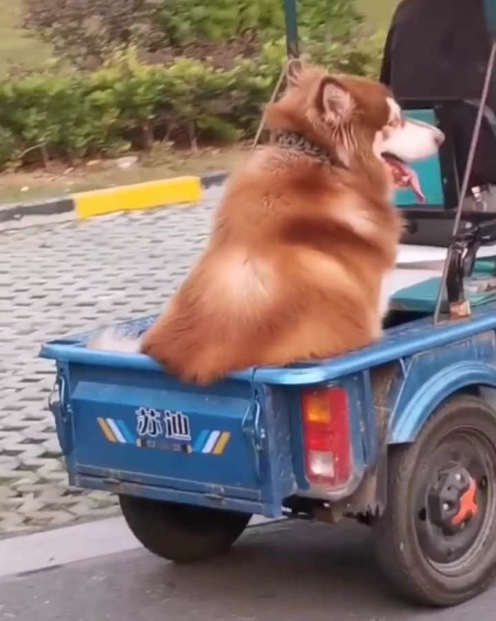 のインスタグラム：「After a walk，Ok..it's time to back home.🥰🥰🌈 follow @alaskandaily （Twitter：alaskandaily）for more cute pic and video.😜 ……………………………………………………………… Each video was approved by the original author. But  don't have a Instagram account. We are first one post those video. So watermark credit @alaskandaily ……………………………………………………………… #alaskan#malamute#alaskanmalamute#alaskanhusky#malamutesofinstagram#puppylife#puppylove#puppydog#puppylover#dogdays#malamutepuppy#huskies#huskeypuppy#huskeiesreq#siberian#huskeiesofig#dogslife#dogsofnyc#cutedog#cutedogs#huskeypics#huskeylovers#huskygram#huskeylove#huskiesofinstagram#dogsofnyc#husky#狗」