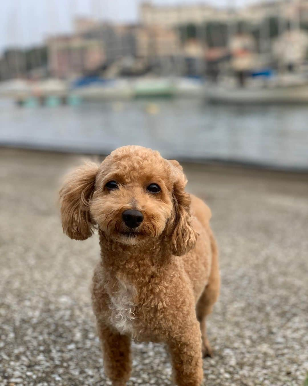 NAOTA（ナオタ）のインスタグラム：「息子とお出かけ🏝  #シンバ #toypoodle  #トイプードル #doglovers  #sea #海 #三浦半島」