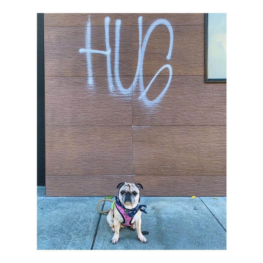 のインスタグラム：「Offer still stands for free pug hugs . . . . . #DailyPug #LeicaHarrietPancakes #pugsofinstagram #Pug」