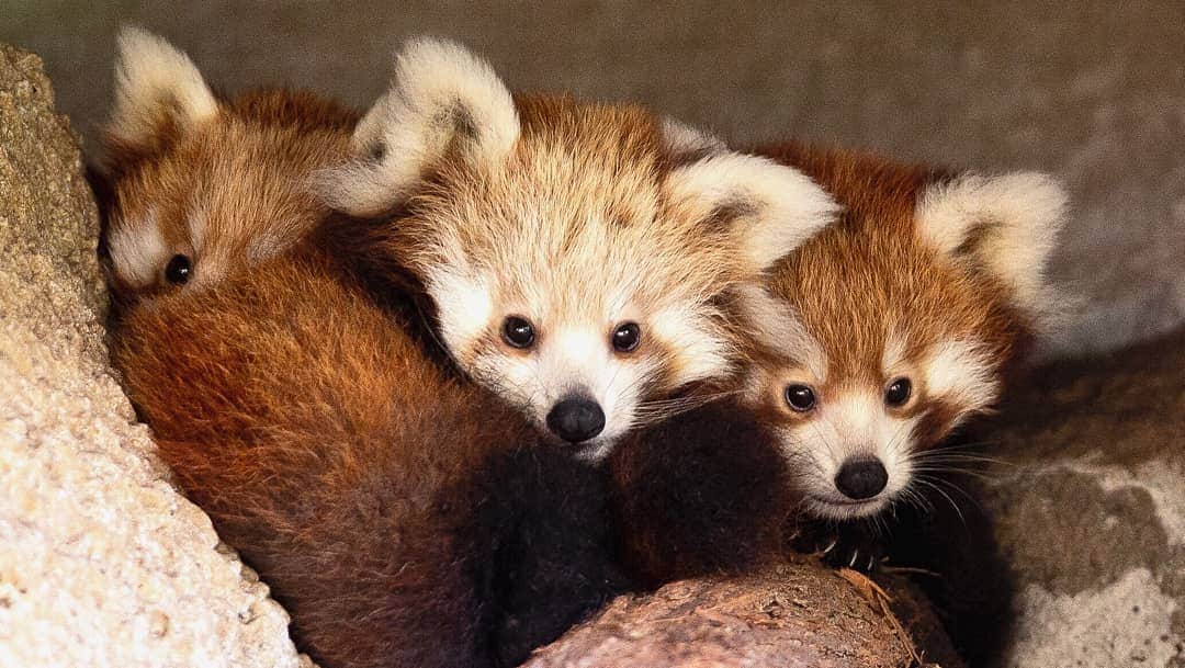 タロンガ動物園さんのインスタグラム写真 - (タロンガ動物園Instagram)「Our Red Panda cubs know how to keep warm in this miserable weather!⠀ ⠀ 📸 via Rick Stevens ⠀ ⠀ #forthewild #cuddles」7月30日 16時00分 - tarongazoo