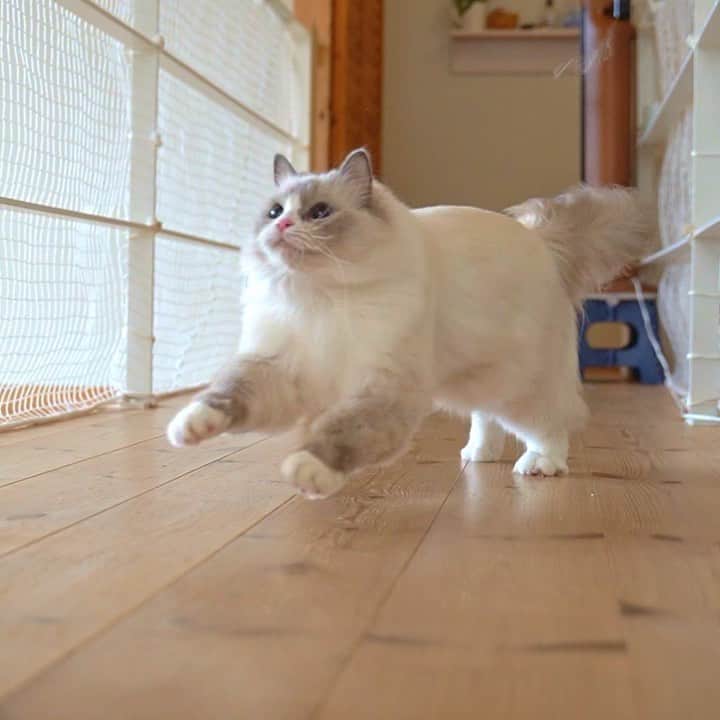 マアルのインスタグラム：「爆速モグさん（早送りではありません） #🐈 #猫好きさんと繋がりたい #北海道 #旭川市 #ペットホテル #ラグドール」
