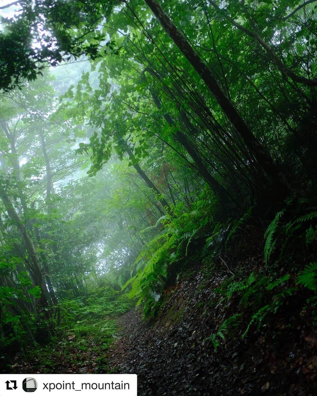 西条市さんのインスタグラム写真 - (西条市Instagram)「#Repost @xpoint_mountain with @get_repost ・・・ 森の美しさ  #横峰寺 #lovesaijo  #fujifilm #xt2 #xf23mmf2  雨もまたよきかな  霧を浴びながら森を散歩 長かった梅雨がくれた とっておき時間(*^o^*) #西条市 #いよ西条 #伊予西条 #愛媛 #四国 #瀬戸内 #Ehime #Shikoku #Setouchi #inaka #田舎暮らし #愛媛旅行 #四国旅行 #登山 #石鎚山系 #横峰寺 #トレッキング #四国の山」7月30日 16時49分 - lovesaijo