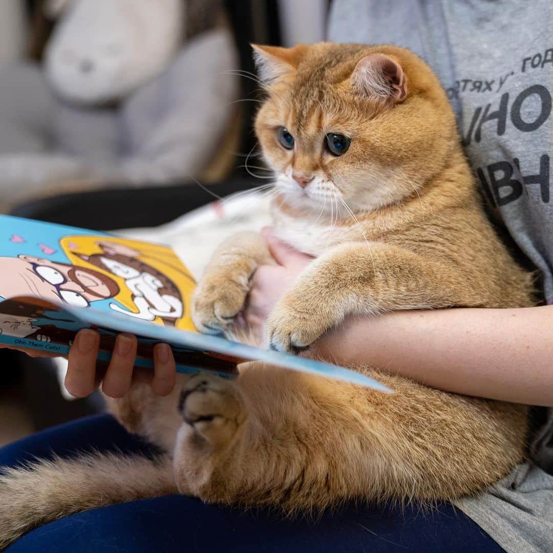 Hosicoさんのインスタグラム写真 - (HosicoInstagram)「And every night, we read a book 🧜🏼‍♀️🧞‍♂️🧚🏻‍♀️」7月30日 16時54分 - hosico_cat