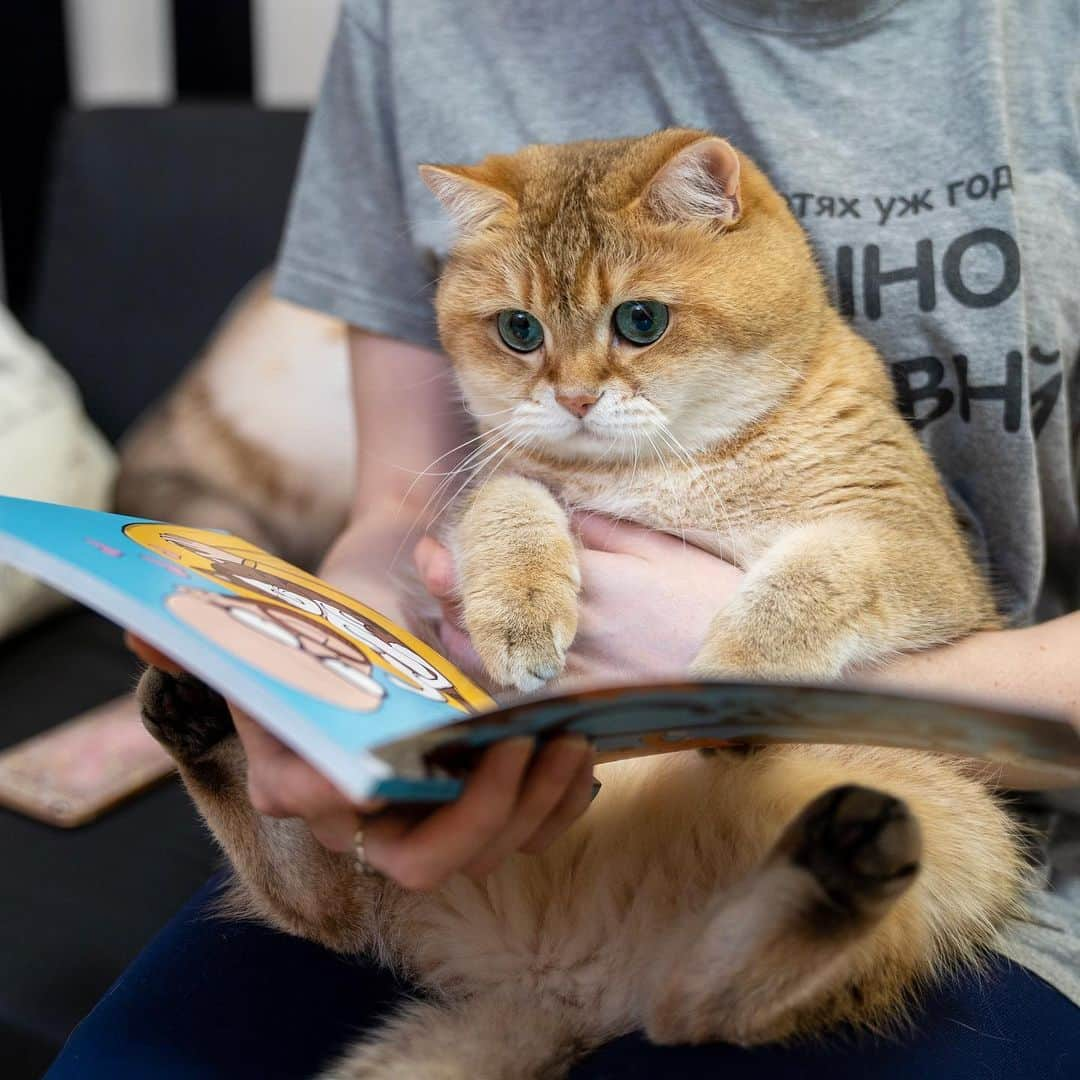 Hosicoさんのインスタグラム写真 - (HosicoInstagram)「And every night, we read a book 🧜🏼‍♀️🧞‍♂️🧚🏻‍♀️」7月30日 16時54分 - hosico_cat