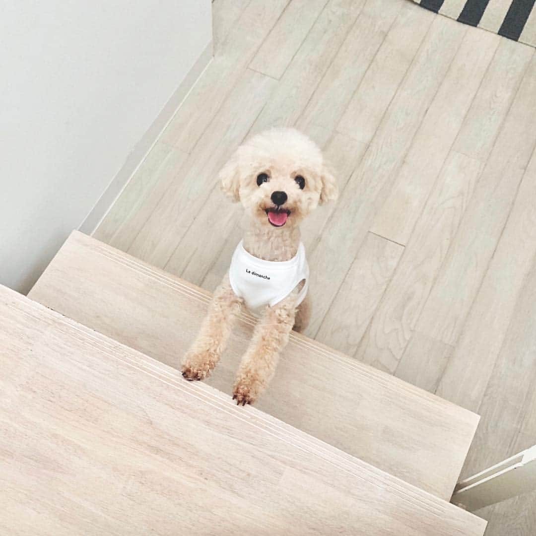 mizuのインスタグラム：「あさんぽ待ち•‧̫• この笑顔が大好き。 . . . . .  再ポストしました。 いいねとコメントくださった方すみません！」