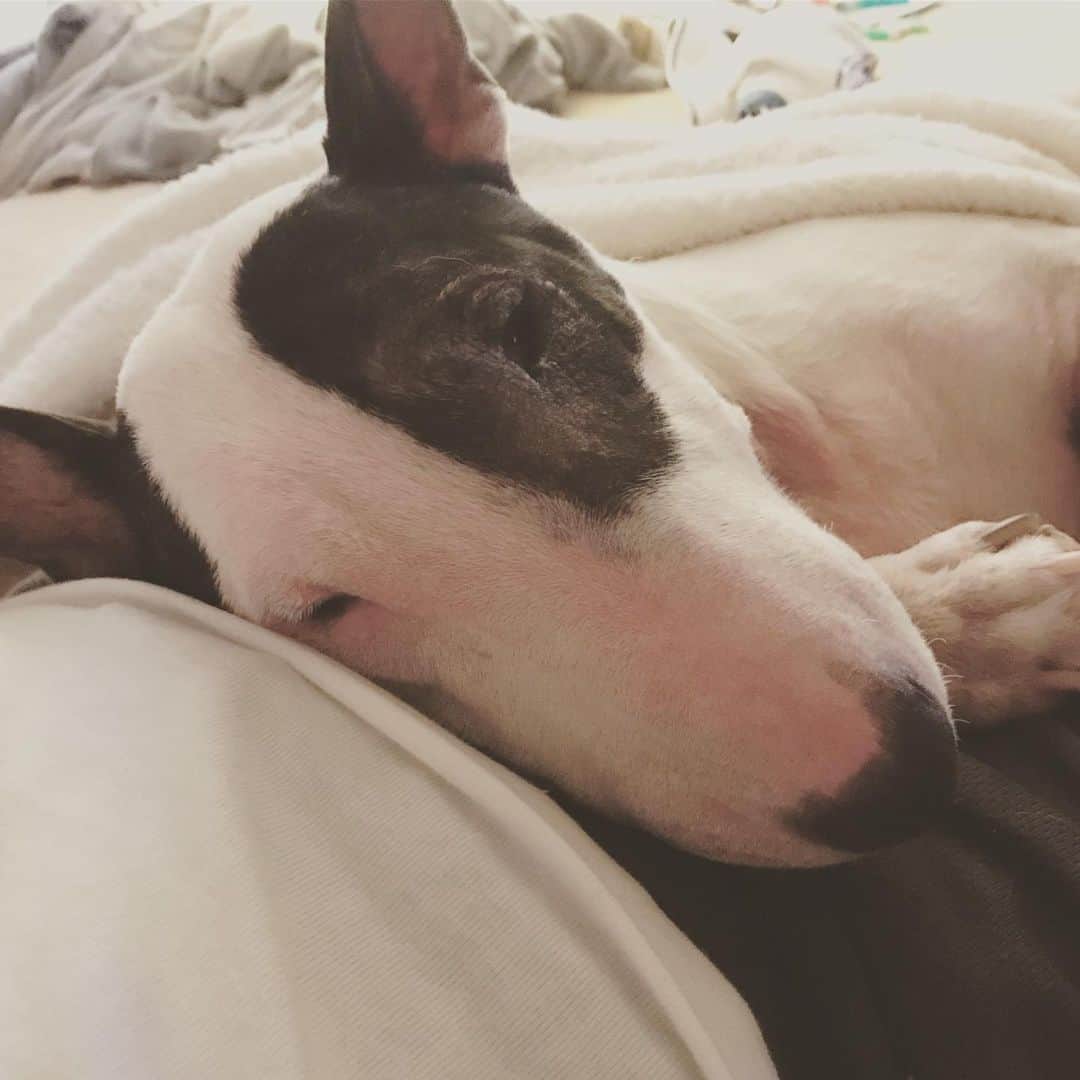 のインスタグラム：「#minituru#bull#terrier#minibullterrier#miniturubullterrier#dog#dogstagram#cute#qtaro#love#family#ミニチュア#ブルテリア#ミニチュアブルテリア#Q太郎」