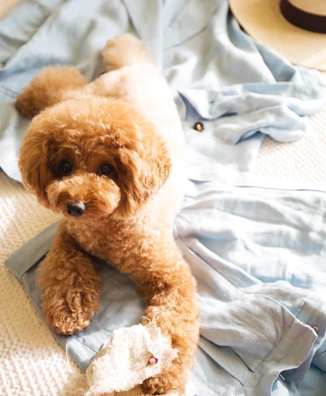 RisaWisteriaのインスタグラム：「あんず姫が可愛すぎて外に出れない。笑笑  #dog#cute#poodle#animal」