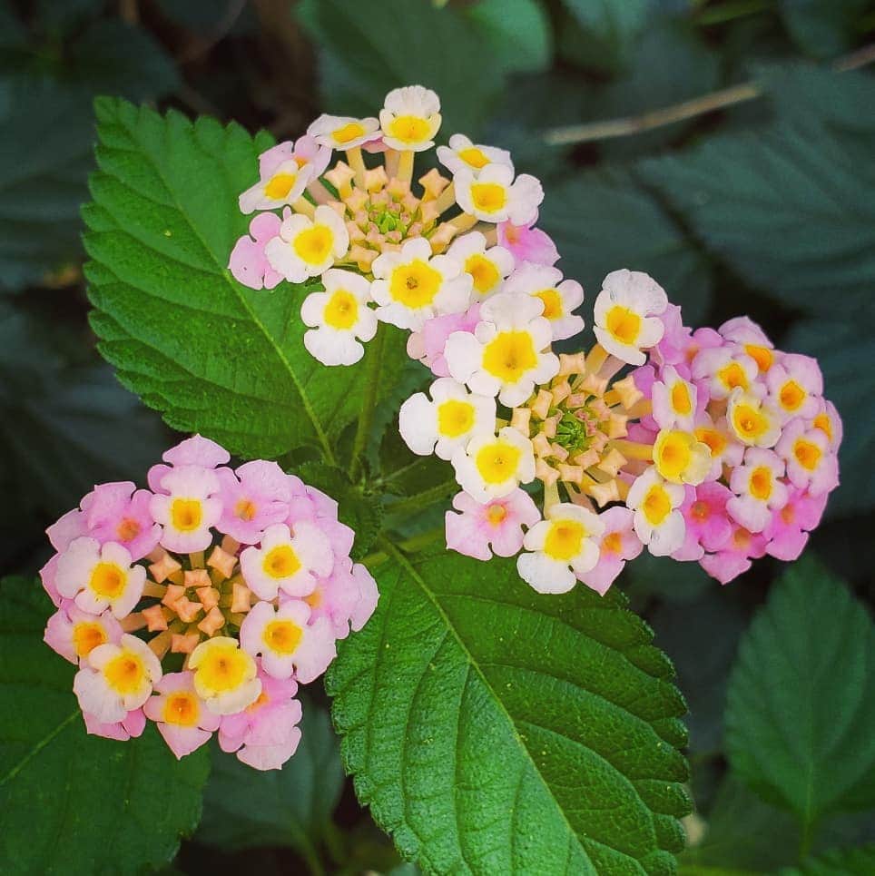 市川笑野さんのインスタグラム写真 - (市川笑野Instagram)「可愛いお花を見つけました❗ このお花の名前は何というのでしょう？ #可愛いお花」7月30日 17時19分 - emino.i
