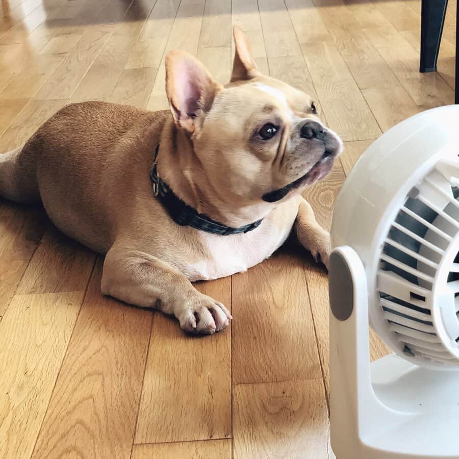 高橋美咲さんのインスタグラム写真 - (高橋美咲Instagram)「. ペルの夏休み🐷🌻 . #扇風機必須 #フレンチブル #フレブル #frenchbulldog #summervacation」7月30日 17時36分 - misaki_saunner_