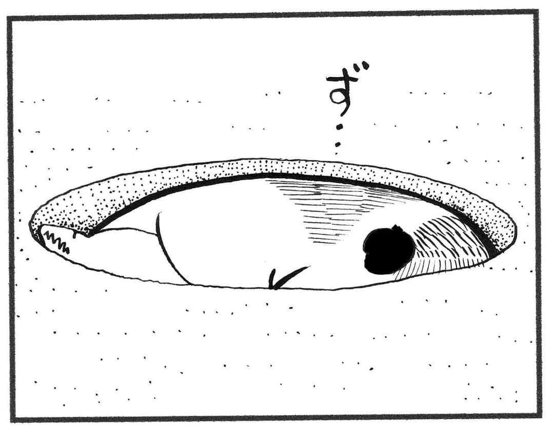 相原コージさんのインスタグラム写真 - (相原コージInstagram)「『こびとねこ』発売中です。 #こびとねこ #ねこ #こびと #ねこ漫画 #蟻地獄 #cat #manga #comics」7月30日 18時05分 - kojiaihara