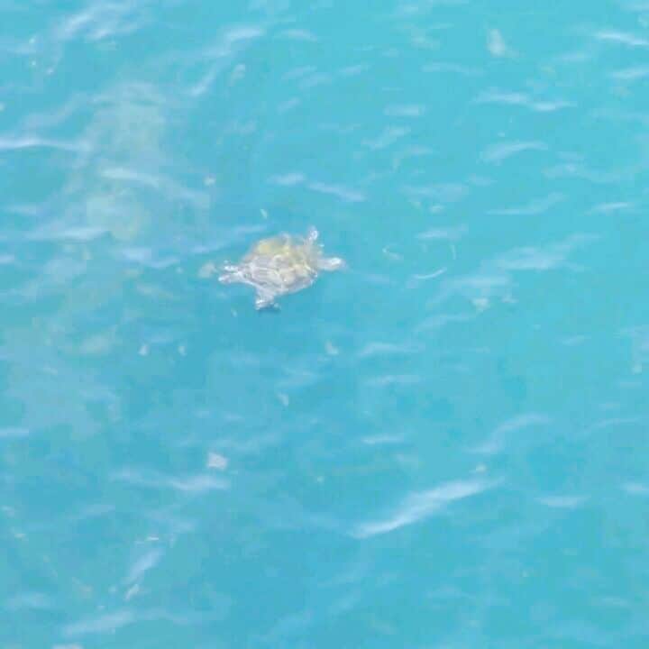 ホテルニューアカオ　熱海温泉＆リゾートのインスタグラム：「また今年もウミガメが遊びに来てくれましたよ✨ 毎年、夏になるとウミガメがホテルの前の海をのんびり泳いでいます❕今日は波も穏やかでのんびりとウミガメが泳いでいました☺ ホテルへお越しの際は是非テラスで探して見てください🎵だいたい10分おきぐらいに息継ぎをしに水面まで上がって来ますよ✨」