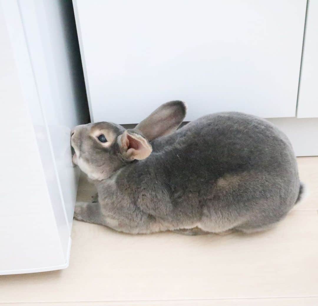 Kayoのインスタグラム：「食い意地の極み ついに冷蔵庫食べはじめた🙊」