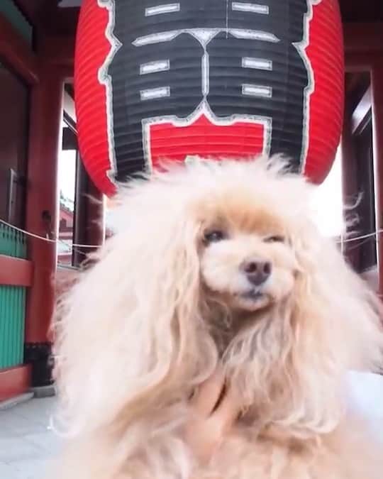 Toypoodle Mikuru?Asakusa Tokyoのインスタグラム：「超実写版✨ 『ライオン・キング』が8/9(金)から公開されます🎬 . ✅公開に伴いキャンペーンが行われます❗️ 抽選で30名様にAmazonギフト券1万円分当たっちゃいます😆 . ✅詳しくは→公式ＨＰにて  https://www.disney.co.jp/movie/lionking2019/gokko-cp.html . . #ライオンキングごっこ #うちのシンバ #ディズニー #disney#ライオンキング #LionKing #超実写ライオンキング #映画 #PR」