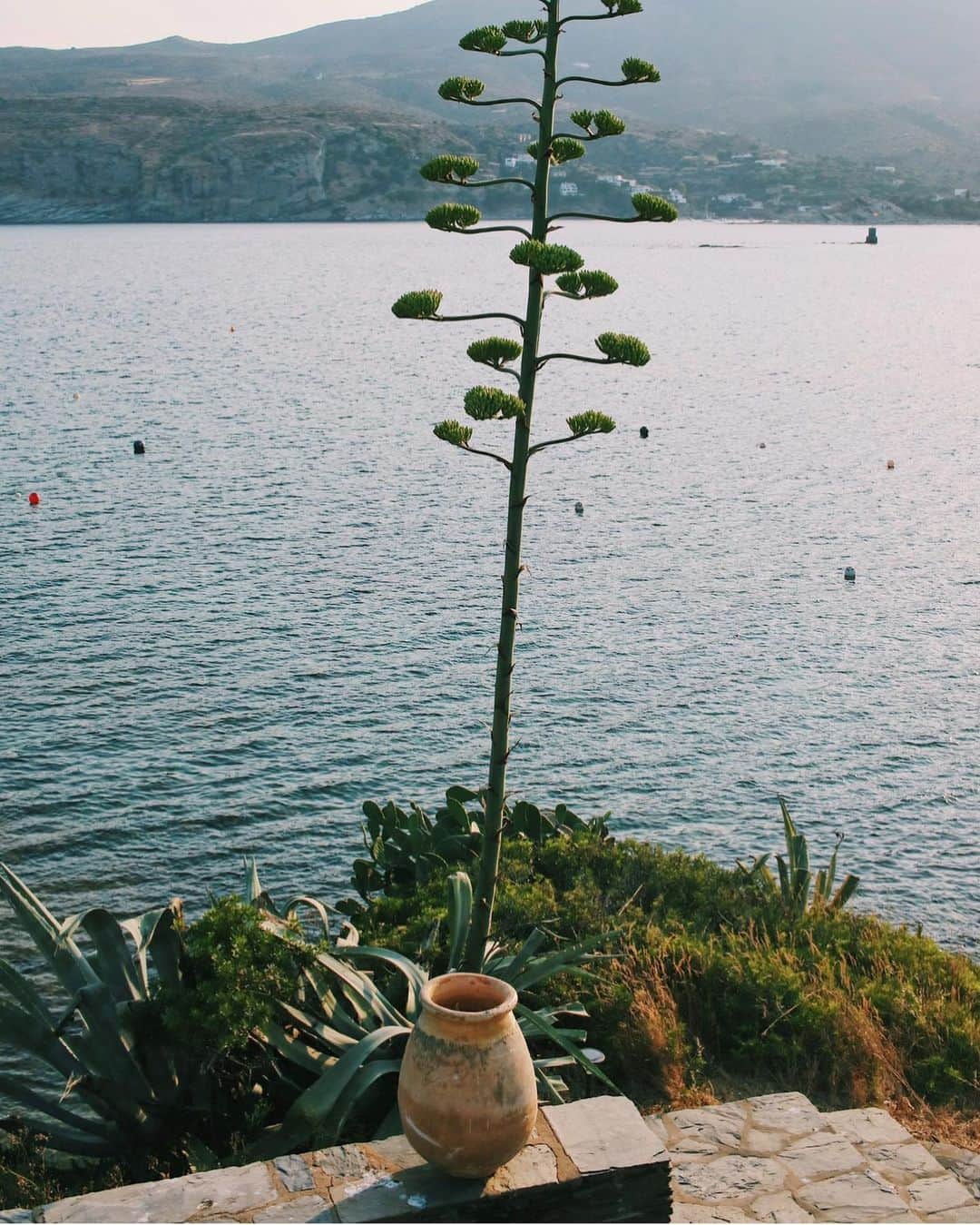 ガラ・ゴンザレスさんのインスタグラム写真 - (ガラ・ゴンザレスInstagram)「You’ll only find this plant here, in the Mediterranean」7月30日 19時06分 - galagonzalez