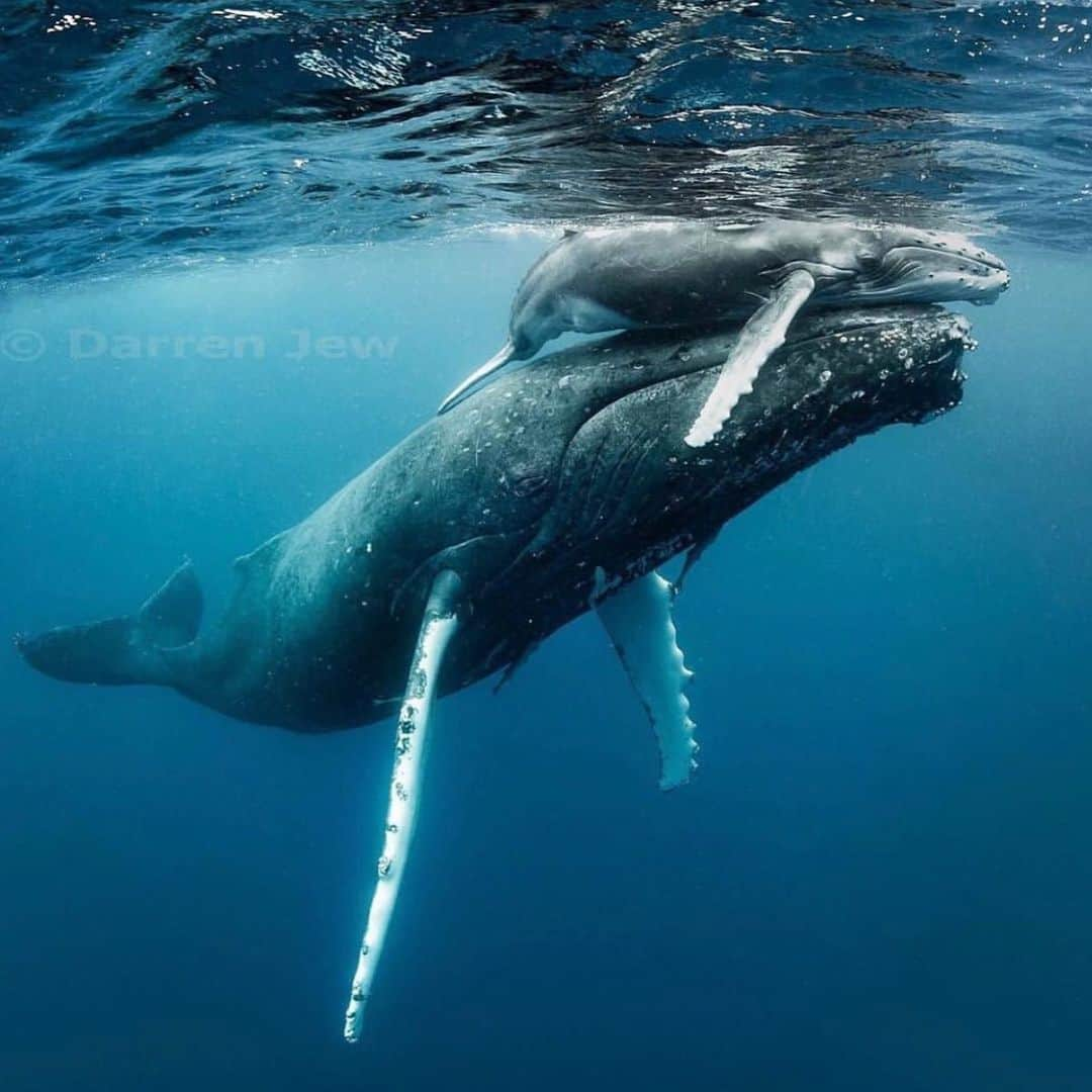 アニヤ・ルービックさんのインスタグラム写真 - (アニヤ・ルービックInstagram)「The beauty and fragility we need to protect. PH. @darrenjew #whales #ocean #bigblue」7月30日 19時10分 - anja_rubik