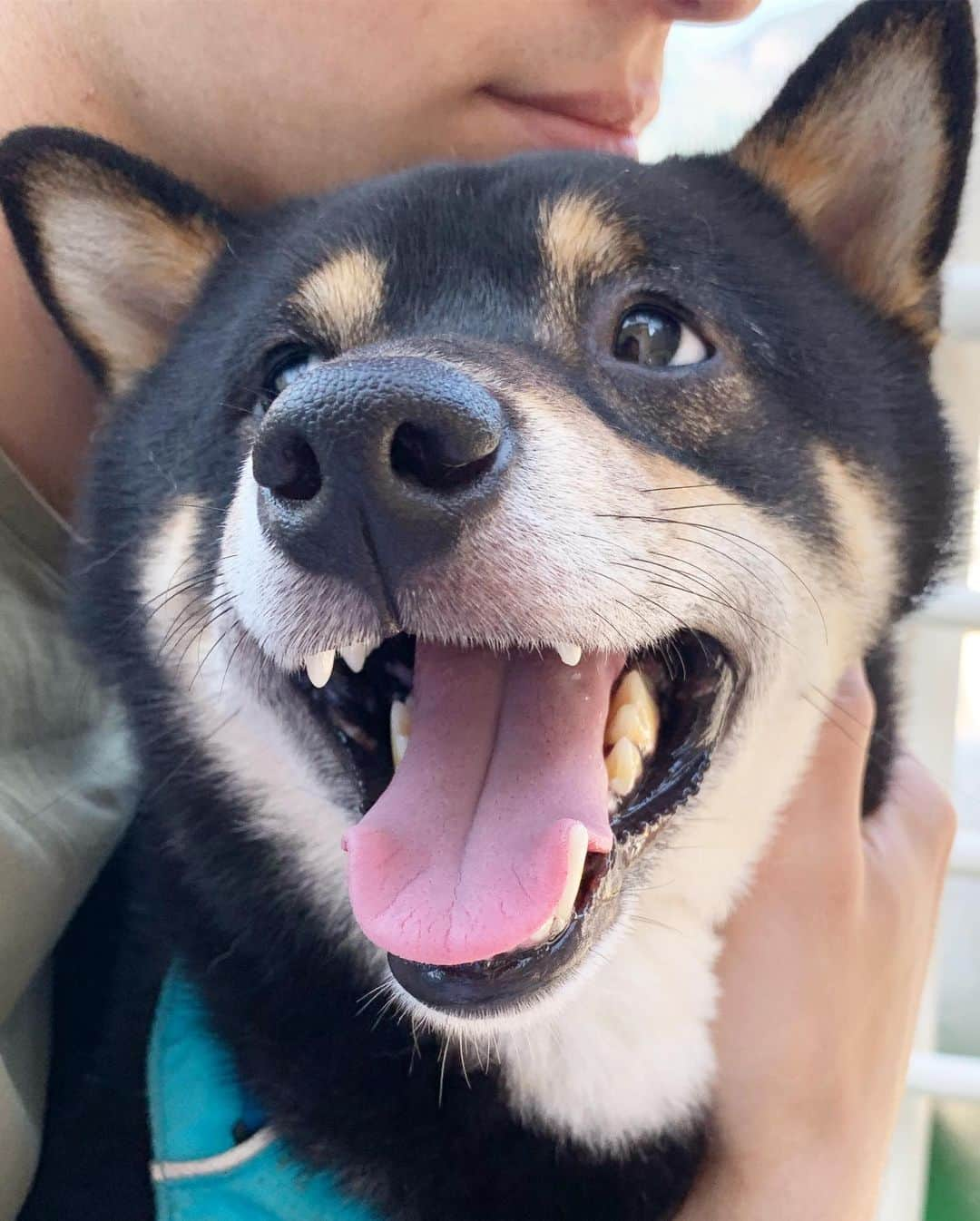 ?Fricko the Shiba Inu?さんのインスタグラム写真 - (?Fricko the Shiba Inu?Instagram)「1 hour long fjord sightseeing trip,  all of our attention is on the treats 😏😏 🐾 🐾 🐾 #FrickoandKeaton #🐶 #☀️ #shiba #shibainu #dog #柴犬 #赤柴 #黒柴  #adorable #shibalovers #shibaholics  #dogoftheday  #weeklyfluff #aww #dogstagram  #dogscorner #puppiesofinstagram #shibapuppy」7月30日 19時13分 - umigiva