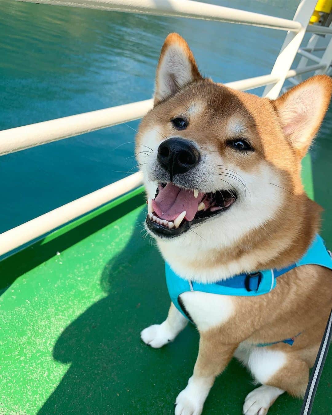 ?Fricko the Shiba Inu?のインスタグラム：「1 hour long fjord sightseeing trip,  all of our attention is on the treats 😏😏 🐾 🐾 🐾 #FrickoandKeaton #🐶 #☀️ #shiba #shibainu #dog #柴犬 #赤柴 #黒柴  #adorable #shibalovers #shibaholics  #dogoftheday  #weeklyfluff #aww #dogstagram  #dogscorner #puppiesofinstagram #shibapuppy」