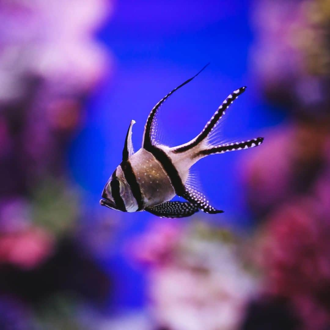 アニマルプラネットさんのインスタグラム写真 - (アニマルプラネットInstagram)「Check out this Banggai Cardinalfish! Ironically, these fish have no red on them at all. They tend to live in groups of shallow, still water. . . . . . . . #animalplanetupclose #animalsofinstagram #animalplanet #animaloftheday #wild #wildlife #outdoors #animals #wildanimals #conservation #nature #animallovers #instanature #wildgeography  #cardinalfish」7月31日 1時00分 - animalplanet