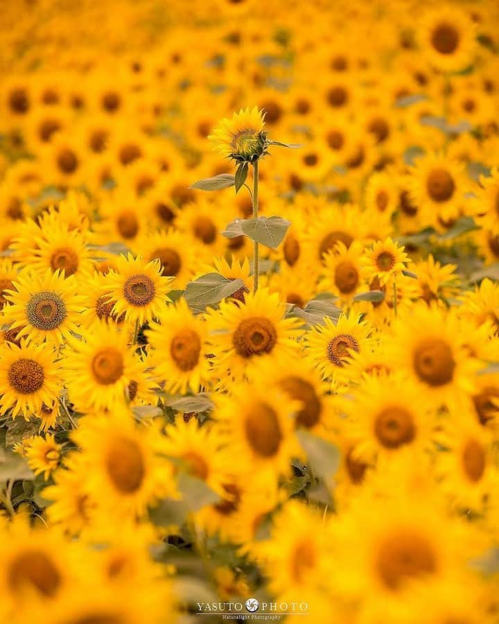 花の写真館さんのインスタグラム写真 - (花の写真館Instagram)「Photo by @yasuto.photography.⠀ https://instagram.com/yasuto.photography/⠀ .⠀ Original Post[投稿頂いたURL]⠀ https://www.instagram.com/p/BlyAEHNnXkz/⠀ .⠀ 本アカウントは、 #私の花の写真 をつけてInstagramに投稿された皆さまの花の写真や、「花の写真館」Facebookページで投稿された花の写真を紹介します。⠀ 「花の写真館」Facebookページは、「 @floral.photograph 」のプロフィールにあるURLからご覧ください。⠀ .⠀ #花の写真館 #floralphotograph #floralphoto #flower #flowers #富士フイルム #FUJIFILM⠀ Follow: @floral.photograph」7月30日 19時30分 - floral.photograph