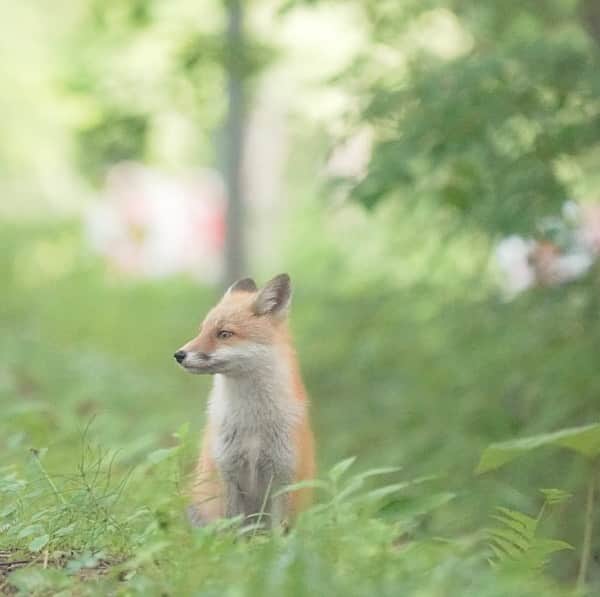 Hikaruのインスタグラム：「The wind blows. . . . #instagram #instagramjapan #igersjp #東京カメラ部 #tokyocameraclub #natgeo #sony #bealpha #SonyAlpha #SonyImager #pashadelic #naturephotography #naturegeography #fox #キタキツネに会いたい #キタキツネ #photogrena_nature #photo_shorttrip #japan #hokkaido #写真好きな人と繋がりたい #北海道 #A7RM3 #Japan_ilc #SonyAlphaAnimalPortrait」