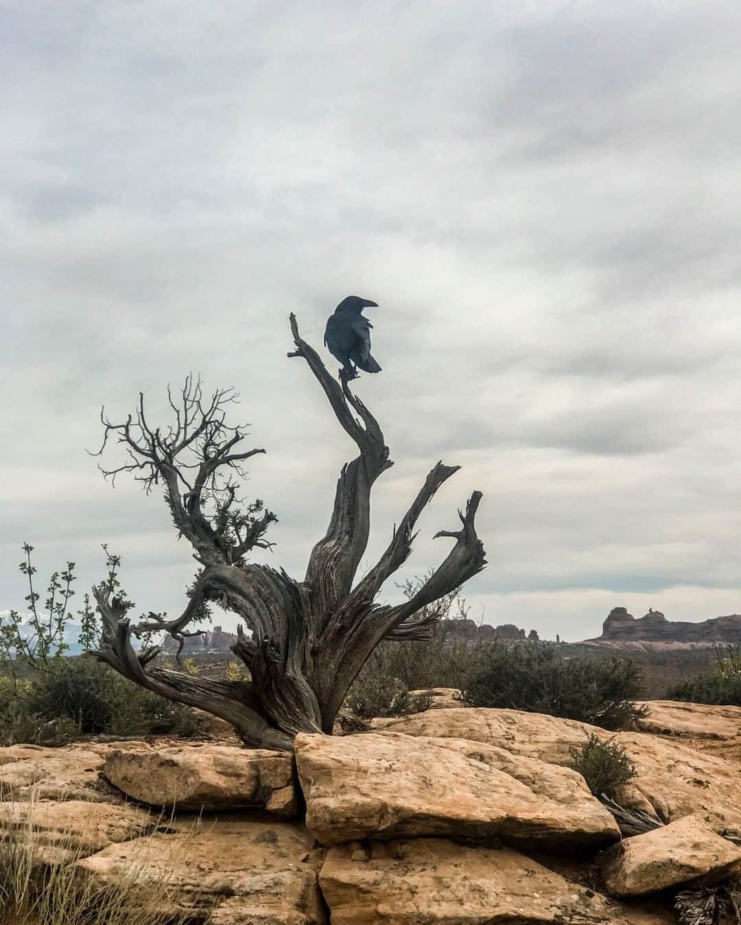ナショナルジオグラフィックさんのインスタグラム写真 - (ナショナルジオグラフィックInstagram)「Photo by Drew Rush @drewtrush | A raven surveys the scene in Arches National Park, Utah, a desert landscape of the American Southwest. Arguably one of the smartest birds, ravens can have a life span of six to 10 years in the wild. To learn more facts about wildlife, follow along with photographer @drewtrush.  #birdstagram #birds #utah #nature」7月30日 19時38分 - natgeo