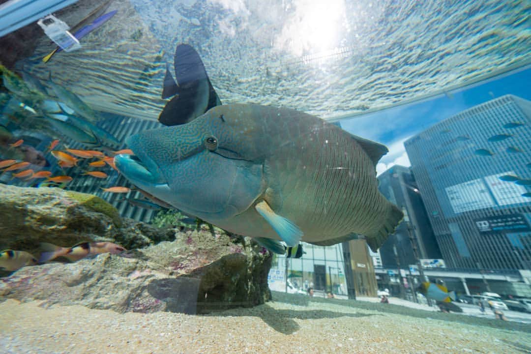 GINZA SONY PARK PROJECTさんのインスタグラム写真 - (GINZA SONY PARK PROJECTInstagram)「『Sony Aquarium 2019』を開催中！  沖縄美ら海水族館からやってきた「ナポレオンフィッシュ」の名前で知られているメガネモチノウオをはじめ、約1,000匹の色彩鮮やかな生きものたちが泳ぎ回る大水槽。ぜひお立ち寄りください。⁠ ⁠ ⁠■会期：2019/8/18(日)まで⁠ ⁠⁠⁠■時間：10:00 - 22:00⁠ ⁠ ⁠⁠⁠#ginzasonypark ⁠#sonyaquarium2019 #銀座ソニーパーク #ソニーアクアリウム #銀座 #ginza #ナポレオンフィッシュ #メガネモチノウオ」7月30日 19時58分 - ginzasonypark
