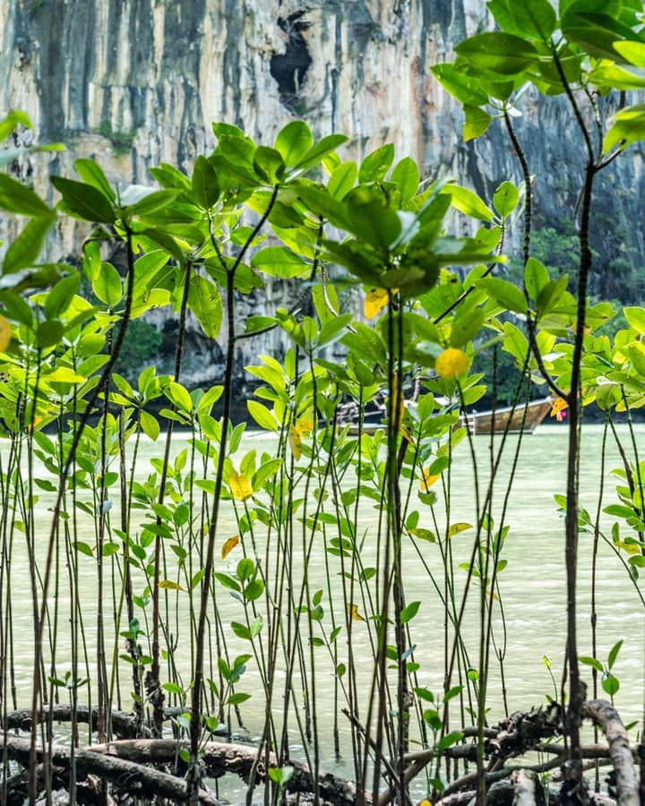 ルフトハンザさんのインスタグラム写真 - (ルフトハンザInstagram)「The mangroves stand in knee-deep salt water and decorate the shore with a tangle of roots and leaves. #FindYourAdventure #Lufthansa #FlyToBangkok」7月30日 20時01分 - lufthansa