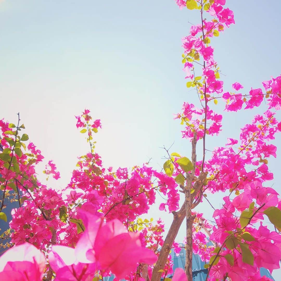 石野千尋のインスタグラム：「. The rainy season is over ☀︎ Welcome SUMMER 🌈 . 待ってました、夏！ 青い空が恋しかったよ！ . #summer #flower #photographer #夏 #なつやすみ #🌈 #🏖」