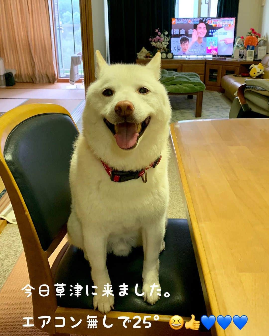 Jacknomamaのインスタグラム：「今日も☀️☀️☀️暑かったですね！  草津は、午後雷が⚡️⚡️⚡️が鳴って土砂降りの☔️☔️☔️が降りました。 . だから今の気温25°‼︎グッスリ眠れそうです😉✨ . #kusatsu  #涼しい #にわか雨 #じゃがいも  #しばいぬ #しろしば #ツンツン犬 #柴犬 #白柴 #白柴ジャック #指定席 #忠犬には程遠い #ペットじゃないよ #家族だよ #shiba #shibaken #shibainu #shiroshiba #insta_dog #insta_dogs . ❶途中、事故渋滞で午後3時位に着きました。 ❷指定席確保してご機嫌  ❸半年振りに来て冷蔵庫に置き忘れていたジャガイモ🥔 モヤシの様な芽が出ちゃってたヨ‼️不気味‼️😱」