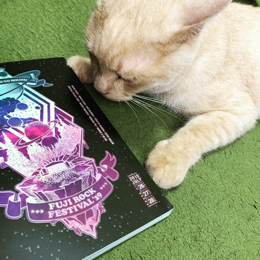 飯田カヅキさんのインスタグラム写真 - (飯田カヅキInstagram)「フジロックが気になるチロル。  #tirol_neko #猫 #cat」7月30日 20時27分 - kazukiiida_strange