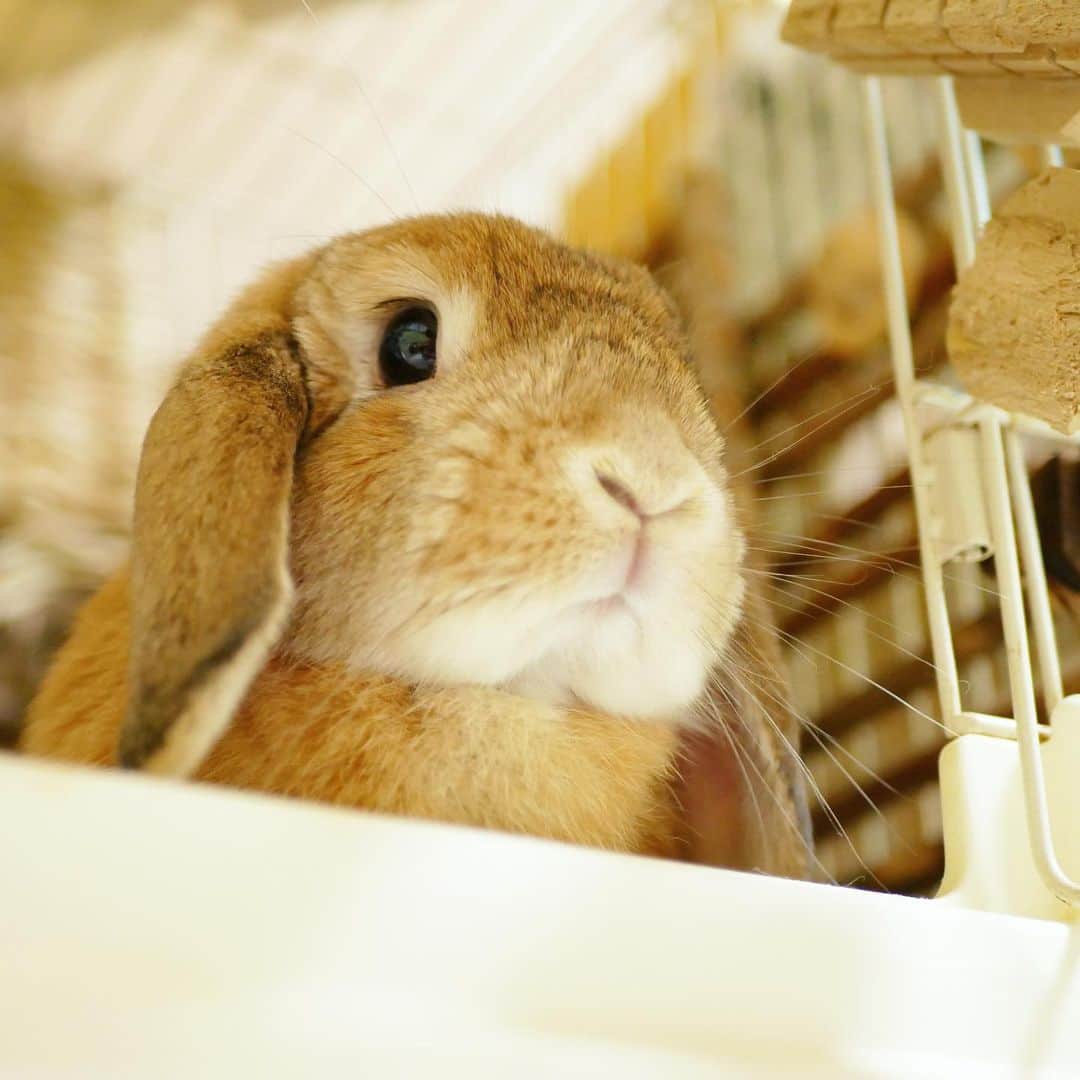 のインスタグラム：「おやつ待機中。 🐰「早くちょーだい」 ＊ ＊ ＊ #うさぎ #rabbit #bunny #ふわもこ部  #WeeklyFluff #igersjp  #tokyocameraclub #東京カメラ部  #神戸カメラ  #うさぎ部 #ホーランドロップ #hollandlop  #ファインダー越しの私の世界 #art_of_japan #aoj_bokeh」