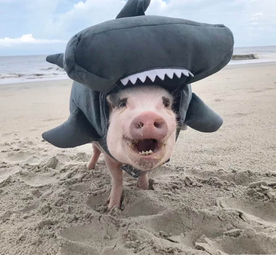 Priscilla and Poppletonさんのインスタグラム写真 - (Priscilla and PoppletonInstagram)「CLEAR THE BEACHES! The first sighting of the year of the elusive HAMmerhead POPPLSHARK was made this morning off the coast of Ponte Vedra Beach, FL, and he looks more ferocious than ever. I mean...LOOK AT THOSE TEETH!🐷🦈#hammerheadshark #sharkweek #Poppleshark #pontevedrabeach #PrissyandPop」7月30日 21時02分 - prissy_pig