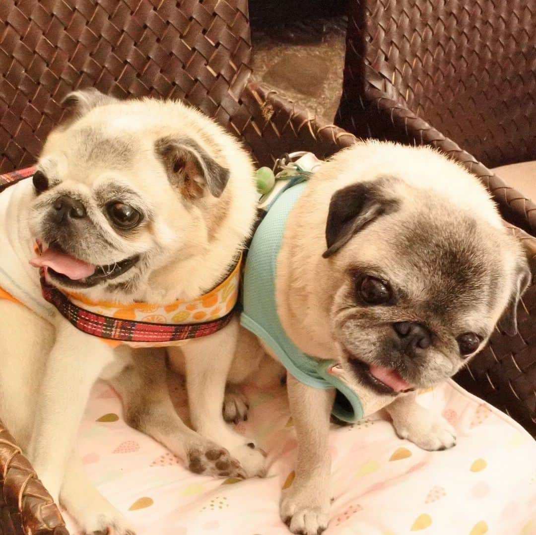 八兵衛のインスタグラム：「friend Guli & Hachibei 👦🏻👦🏻 * * 先週は ２日連チャンで 通院でした。 ぐりちゃんとも ２日デートできました❤️ * * ぐりちゃん可愛くて 女の子に見えるでしょ💕 ラブラブ写真だよね😆 * * でも実際は 2人は特に絡んだりもなく それぞれ自由に過ごしてます😂😂 * * #ボーロひっかかってるべえさん #ほぼ黒パグ #おじいちゃん犬 #パグ #pug #puggy #puglife #puglove #petstagram #pugstagram #pugsofinstagram #pugs #dog #ふわもこ部  @igersjp #IGersJP #east_dog_japan #pecoイヌ部 #八兵衛 #はちべえ #朝ワンコ夕ニャンコ」