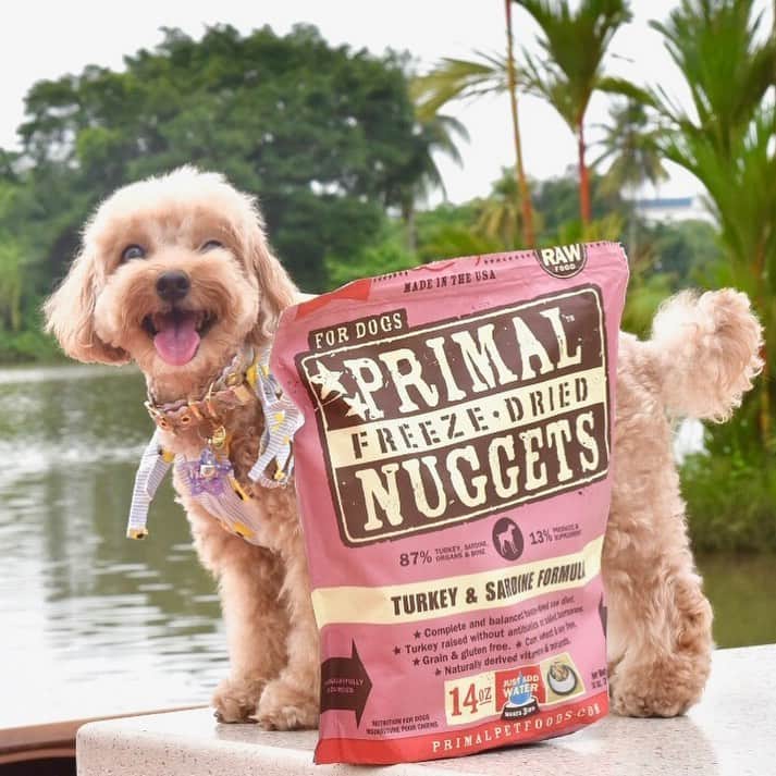 のインスタグラム：「📆(30Jul19) Happy Smiley Tuesday 😁🌻A big 👅out and broad smile from me 😁😛because I am a big fan of #primalpetfoods #Iloveprimal #b2kpet #trufflenb2k #笑到不见牙也不见眼 📣Here’s the good deal of #primalpetfoods 😁🤑 you can find at the back of each of the 14oz bag(classic range only), a sticker on the left bottom with barcode printed. You can collect 10 barcodes to redeem a FREE BAG 😘 scan the QR code or log on to http://bit.ly/b2kredemption for the redemption instruction.」
