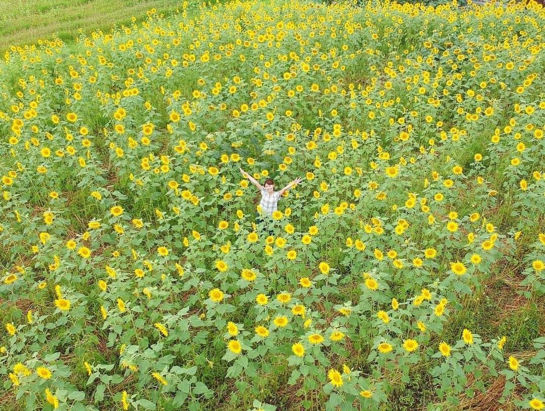 河谷麻瑚さんのインスタグラム写真 - (河谷麻瑚Instagram)「. 白山市鳥越・『白山ひまわり畑』から  中継しましたー！ . 元気一杯に咲くひまわり🌻💓 今年は12万本植えたそうです！ 是非ご家族で楽しんでくださいね💓 . 8月11日までですよー🍉！ . そして・・・ 白山ひまわり畑では、 ドローンで空撮してくれるんですよー！！！(2枚目) . ひまわりに囲まれて 上から撮ってもらえる・・・ってなかなかないですよね？！💗 . 撮影料金は1回500円ですが、 SNSに写真を投稿すると無料になるんです！💗 嬉しい！！！🙆‍♀️ . とってもいい思い出になりました💗 . . #ひまわり#ひまわり畑#白山市#鳥越ひまわり畑#そらチケ#ドローンジェニックな旅をしよう #石川テレビ#アナウンサー#河谷麻瑚」7月30日 21時37分 - makokawatani