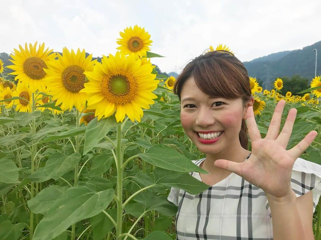 河谷麻瑚さんのインスタグラム写真 - (河谷麻瑚Instagram)「. 白山市鳥越・『白山ひまわり畑』から  中継しましたー！ . 元気一杯に咲くひまわり🌻💓 今年は12万本植えたそうです！ 是非ご家族で楽しんでくださいね💓 . 8月11日までですよー🍉！ . そして・・・ 白山ひまわり畑では、 ドローンで空撮してくれるんですよー！！！(2枚目) . ひまわりに囲まれて 上から撮ってもらえる・・・ってなかなかないですよね？！💗 . 撮影料金は1回500円ですが、 SNSに写真を投稿すると無料になるんです！💗 嬉しい！！！🙆‍♀️ . とってもいい思い出になりました💗 . . #ひまわり#ひまわり畑#白山市#鳥越ひまわり畑#そらチケ#ドローンジェニックな旅をしよう #石川テレビ#アナウンサー#河谷麻瑚」7月30日 21時37分 - makokawatani