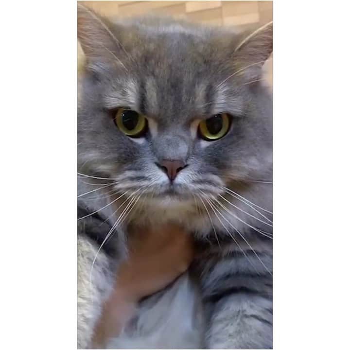 hanaのインスタグラム：「ディズニーが贈る“超実写版”ライオン・キング﻿ いよいよ 8月9日（金）全国公開！﻿ ﻿ ホント楽しみにしてました〜！ 絶対映画館で観たい！﻿ もう子供達と観に行く約束してます🥺♬﻿ ﻿ 掲げあげられるシンバがかわいすぎ♡﻿ 銀ちゃんの #うちのシンバ （笑）﻿ ﻿体長めです♡ ﻿ ﻿ 抽選で30名様に10,000円のAmazonギフト券が当たるキャンペーンもあるみたいです！  詳しくは公式HPで  https://www.disney.co.jp/movie/lionking2019.html﻿ ﻿ #ライオンキングごっこ  #ディズニー #disney #ライオンキング #LionKing #超実写ライオンキング #映画 #PR」